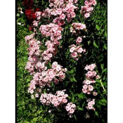 Høstfloks 'Bright Eyes' Phlox Paniculata 'Bright Eyes' 3,5 Liter Potte -Montoz Butik mi4450 phlox paniculata bright eyes 1dc8