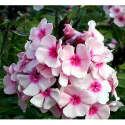 Høstfloks 'Bright Eyes' Phlox Paniculata 'Bright Eyes' 3,5 Liter Potte -Montoz Butik mi4450 phlox paniculata bright eyes 8051