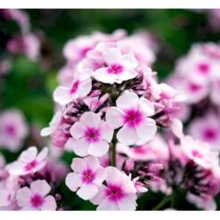 Høstfloks 'Bright Eyes' Phlox Paniculata 'Bright Eyes' 3,5 Liter Potte
