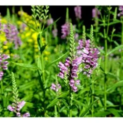 Drejeblomst 'Vivid' Physostegia Virginiana 'Vivid' 1 Liter Potte