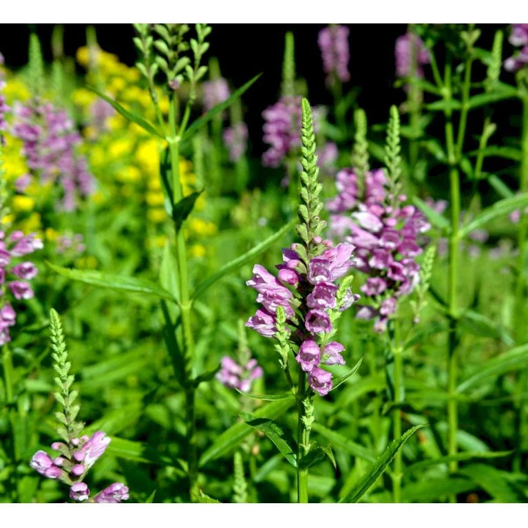 Drejeblomst 'Vivid' Physostegia Virginiana 'Vivid' 1 Liter Potte 3 Drejeblomst 'Vivid' Physostegia Virginiana 'Vivid' 1 Liter Potte