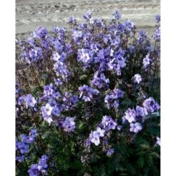 Jacobstige 'Purple Rain' Polemonium Yezoense 'Purple Rain' 1 Liter Potte -Montoz Butik mi4460 polemonium yezoense purple rain 892c