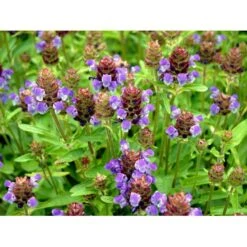 Storblomstret Brunelle Prunella Grandiflora 1 Liter Potte -Montoz Butik mi4463 prunella grandiflora 201d