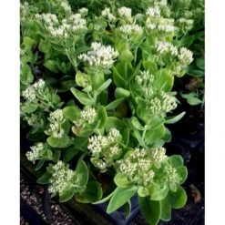 Kinesisk Sankhansurt 'Iceberg' Sedum Spectabile 'Iceberg' 1 Liter Potte 7 Kinesisk Sankhansurt 'Iceberg' Sedum Spectabile 'Iceberg' 1 Liter Potte -Montoz Butik mi4480 sedum spectabile iceberg 72d8