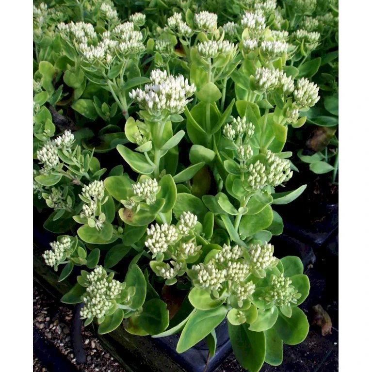 Kinesisk Sankhansurt 'Iceberg' Sedum Spectabile 'Iceberg' 1 Liter Potte 5 Kinesisk Sankhansurt 'Iceberg' Sedum Spectabile 'Iceberg' 1 Liter Potte - Billede 3