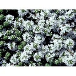 Smalbladet Timian 'Albiflorus' Thymus Praecox 'Albiflorus' 10 Cm. Potte -Montoz Butik mi4492 thymus praecox albiflorus e6ae
