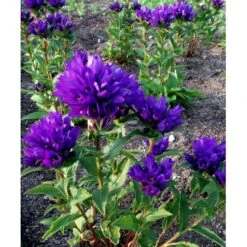 Nøgleklokke 'Superba' Campanula Glomerata 'Superba' 1 Liter Potte 13 Nøgleklokke 'Superba' Campanula Glomerata 'Superba' 1 Liter Potte -Montoz Butik mi450 campanula glomerata superba 17f9