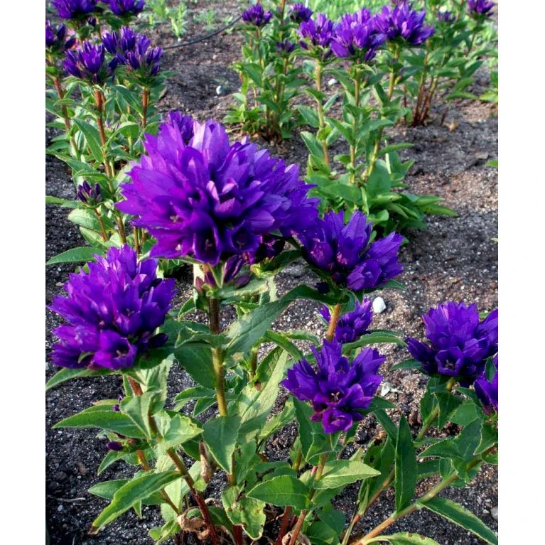 Nøgleklokke 'Superba' Campanula Glomerata 'Superba' 1 Liter Potte 7 Nøgleklokke 'Superba' Campanula Glomerata 'Superba' 1 Liter Potte - Billede 5