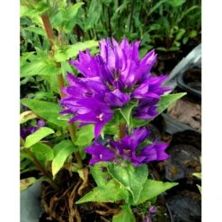 Nøgleklokke 'Superba' Campanula Glomerata 'Superba' 1 Liter Potte 12 Nøgleklokke 'Superba' Campanula Glomerata 'Superba' 1 Liter Potte -Montoz Butik mi450 campanula glomerata superba 48da