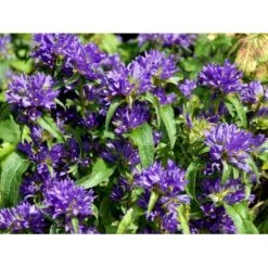 Nøgleklokke 'Superba' Campanula Glomerata 'Superba' 1 Liter Potte 15 Nøgleklokke 'Superba' Campanula Glomerata 'Superba' 1 Liter Potte -Montoz Butik mi450 campanula glomerata superba 4eaf
