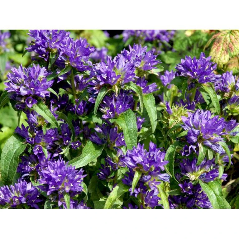 Nøgleklokke 'Superba' Campanula Glomerata 'Superba' 1 Liter Potte 9 Nøgleklokke 'Superba' Campanula Glomerata 'Superba' 1 Liter Potte - Billede 7