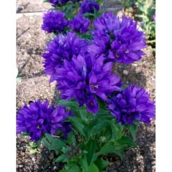 Nøgleklokke 'Superba' Campanula Glomerata 'Superba' 1 Liter Potte 14 Nøgleklokke 'Superba' Campanula Glomerata 'Superba' 1 Liter Potte -Montoz Butik mi450 campanula glomerata superba 5b91