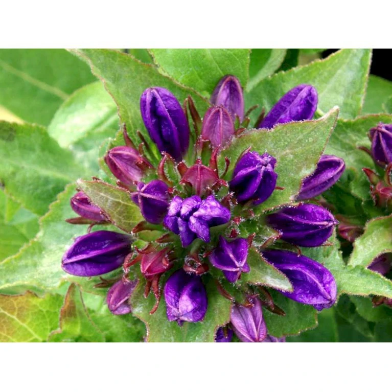 Nøgleklokke 'Superba' Campanula Glomerata 'Superba' 1 Liter Potte 5 Nøgleklokke 'Superba' Campanula Glomerata 'Superba' 1 Liter Potte - Billede 3