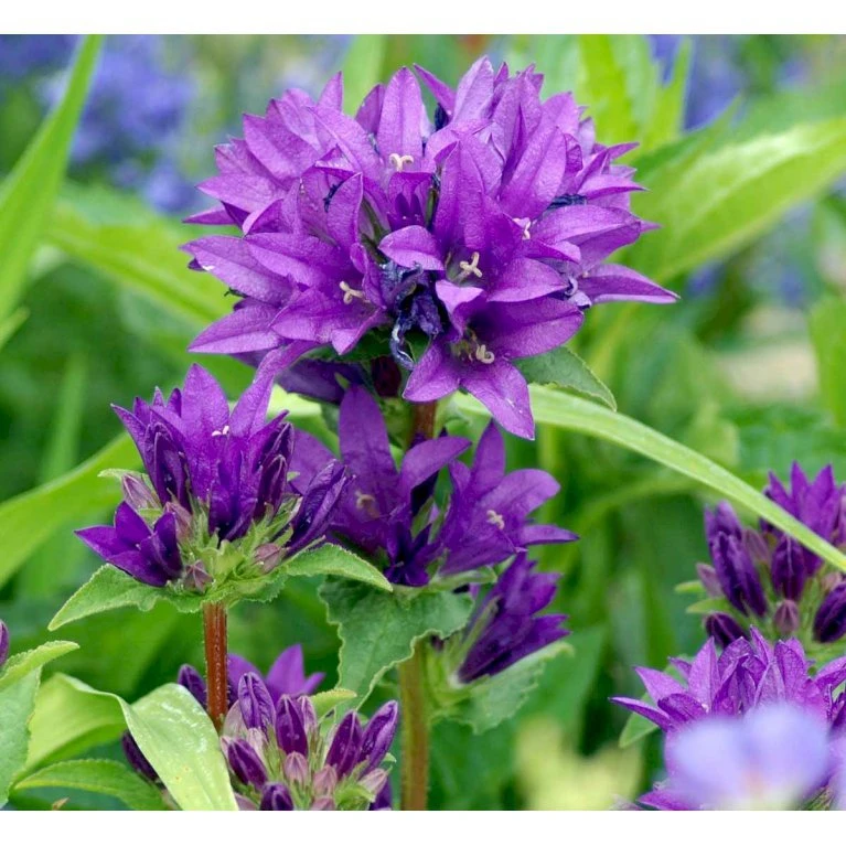 Nøgleklokke 'Superba' Campanula Glomerata 'Superba' 1 Liter Potte 3 Nøgleklokke 'Superba' Campanula Glomerata 'Superba' 1 Liter Potte