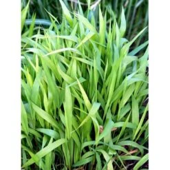 Fladaks Chasmanthium Latifolium 10 Cm. Potte