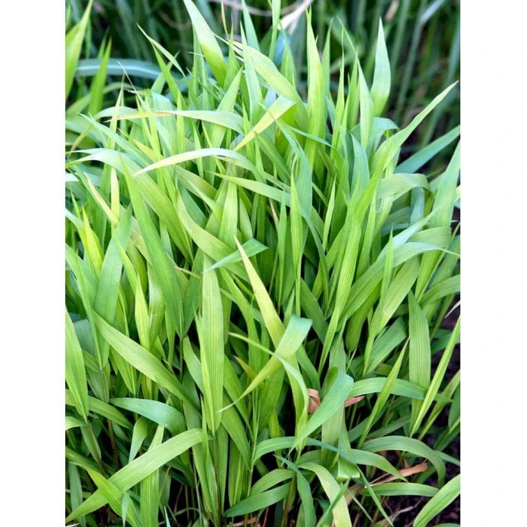 Fladaks Chasmanthium Latifolium 10 Cm. Potte 3 Fladaks Chasmanthium Latifolium 10 Cm. Potte