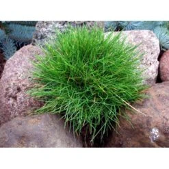 Bjørnegræs Festuca Gautieri (scoparia) 1 Liter Potte -Montoz Butik mi4514 festuca gautieri 07ea
