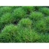 Bjørnegræs Festuca Gautieri (scoparia) 1 Liter Potte -Montoz Butik mi4514 festuca gautieri 5890