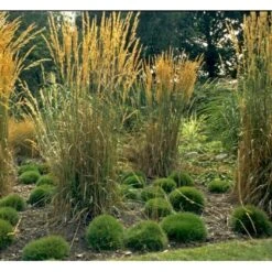 Bjørnegræs Festuca Gautieri (scoparia) 1 Liter Potte -Montoz Butik mi4514 festuca gautieri c949