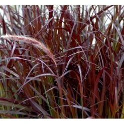 Lampepudsergræs 'Rubrum' Pennisetum Advena 'Rubrum' Potte 2 Liter. -Montoz Butik mi4518 pennisetum setaceum rubrum 704e