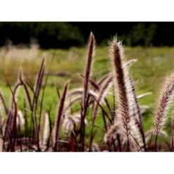 Lampepudsergræs 'Rubrum' Pennisetum Advena 'Rubrum' Potte 2 Liter. -Montoz Butik mi4518 pennisetum setaceum rubrum caff