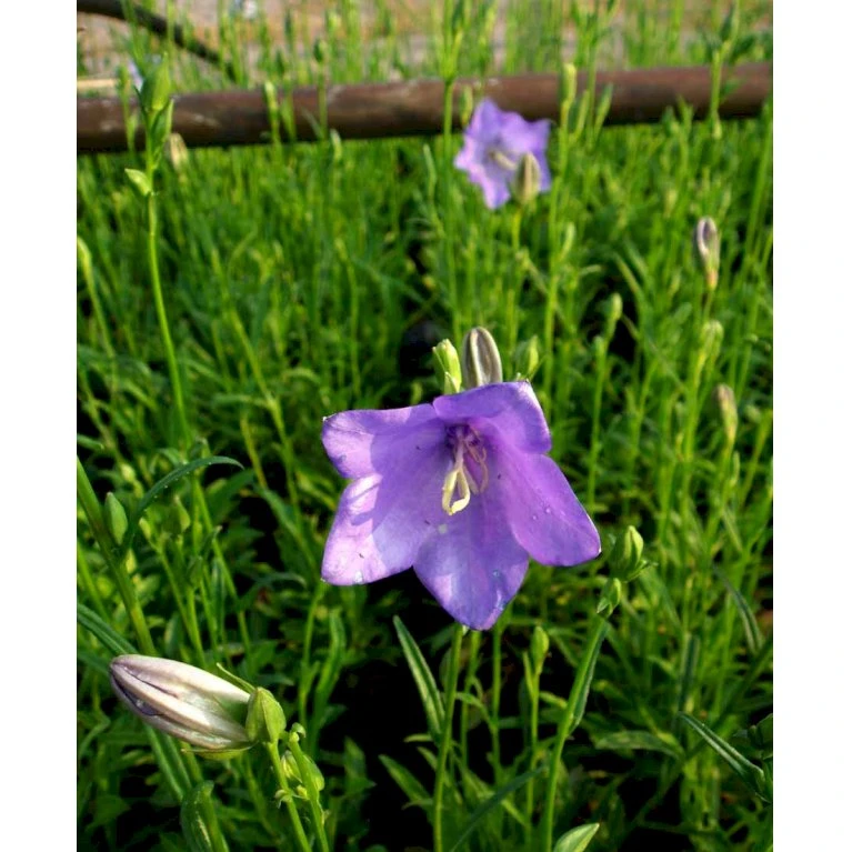 Smalbladet Klokke Campanula Persicifolia 1 Liter Potte 5 Smalbladet Klokke Campanula Persicifolia 1 Liter Potte - Billede 3