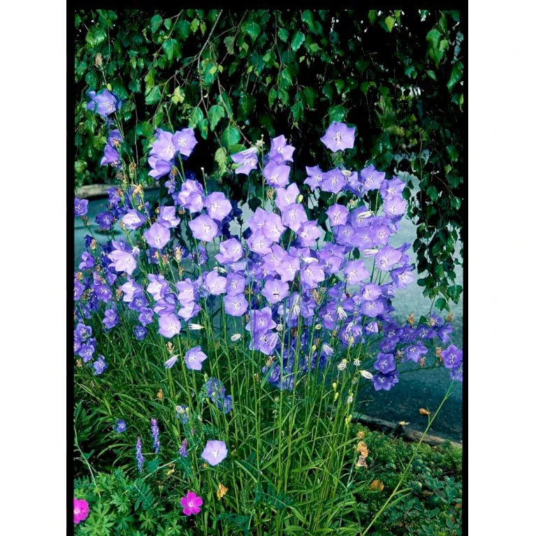 Smalbladet Klokke Campanula Persicifolia 1 Liter Potte 6 Smalbladet Klokke Campanula Persicifolia 1 Liter Potte - Billede 4