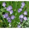 Smalbladet Klokke Campanula Persicifolia 1 Liter Potte 2 Smalbladet Klokke Campanula Persicifolia 1 Liter Potte -Montoz Butik mi451 campanula persicifolia 465d