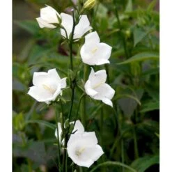 Smalbladet Klokke 'Alba' Campanula Persicifolia 'Alba' 1 Liter Potte 11 Smalbladet Klokke 'Alba' Campanula Persicifolia 'Alba' 1 Liter Potte -Montoz Butik mi455 campanula persicifolia alba 29d8