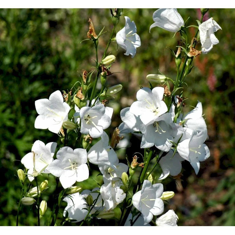 Smalbladet Klokke 'Alba' Campanula Persicifolia 'Alba' 1 Liter Potte 5 Smalbladet Klokke 'Alba' Campanula Persicifolia 'Alba' 1 Liter Potte - Billede 3