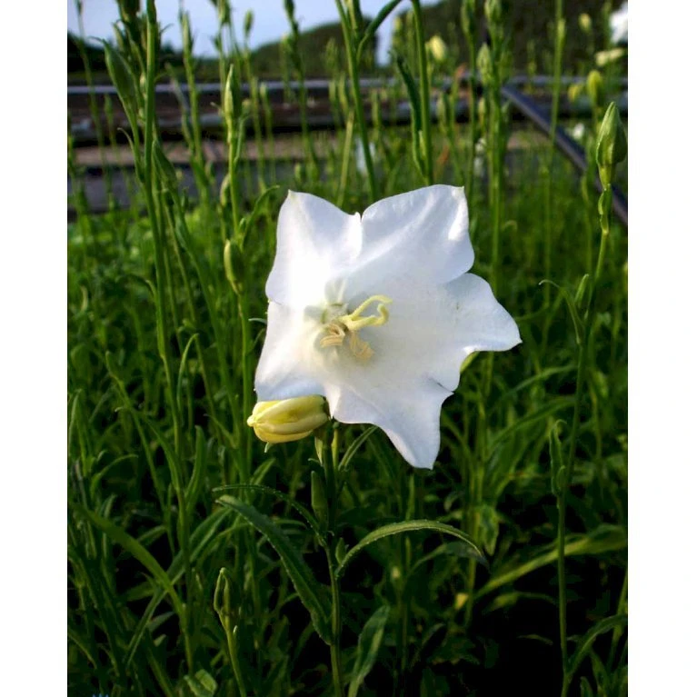 Smalbladet Klokke 'Alba' Campanula Persicifolia 'Alba' 1 Liter Potte 6 Smalbladet Klokke 'Alba' Campanula Persicifolia 'Alba' 1 Liter Potte - Billede 4