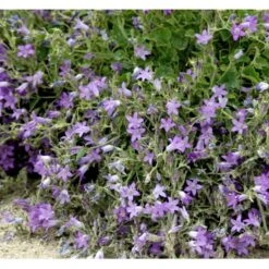 Krybeklokke Campanula Portenschlagiana 10 Cm. Potte 12 Krybeklokke Campanula Portenschlagiana 10 Cm. Potte -Montoz Butik mi456 campanula portenschlagiana 5eb6