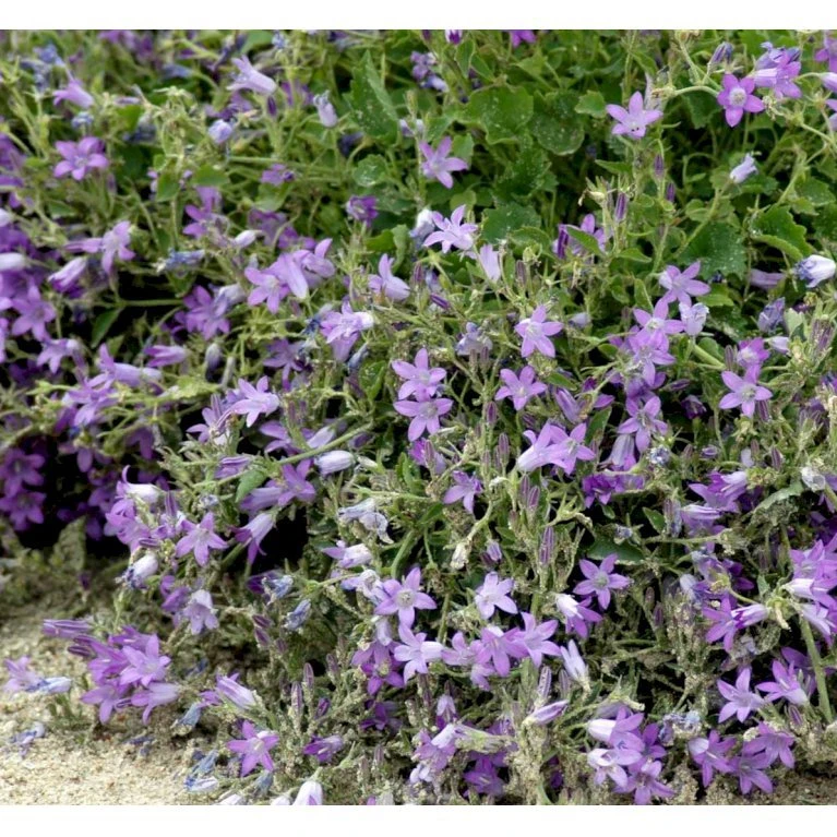 Krybeklokke Campanula Portenschlagiana 10 Cm. Potte 5 Krybeklokke Campanula Portenschlagiana 10 Cm. Potte - Billede 3