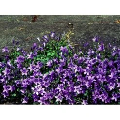 Krybeklokke Campanula Portenschlagiana 10 Cm. Potte 15 Krybeklokke Campanula Portenschlagiana 10 Cm. Potte -Montoz Butik mi456 campanula portenschlagiana c1ec