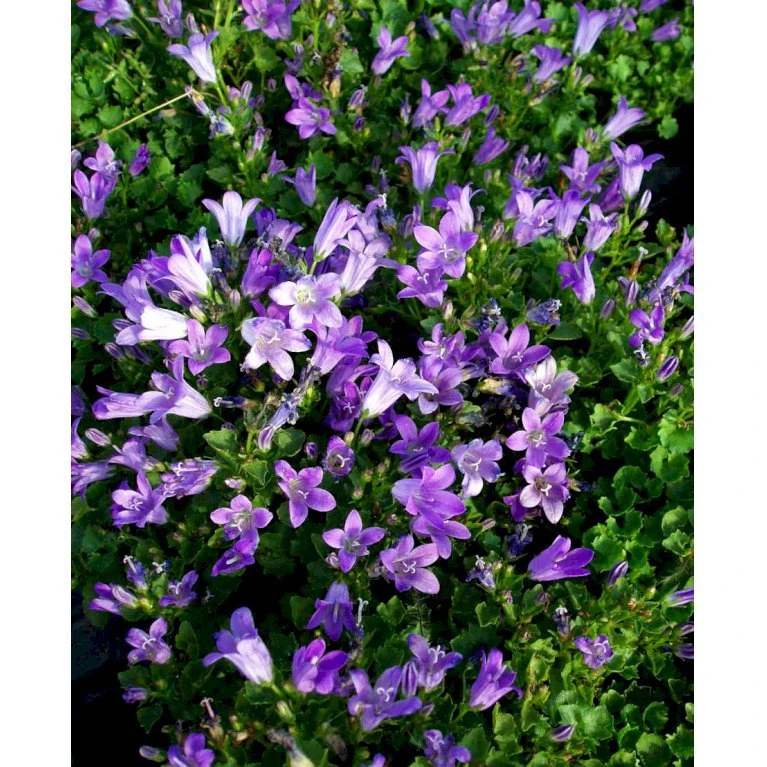 Krybeklokke Campanula Portenschlagiana 10 Cm. Potte 7 Krybeklokke Campanula Portenschlagiana 10 Cm. Potte - Billede 5