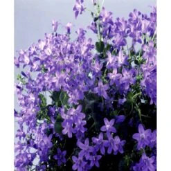 Krybeklokke Campanula Portenschlagiana 10 Cm. Potte 17 Krybeklokke Campanula Portenschlagiana 10 Cm. Potte -Montoz Butik mi456 campanula portenschlagiana d9fa