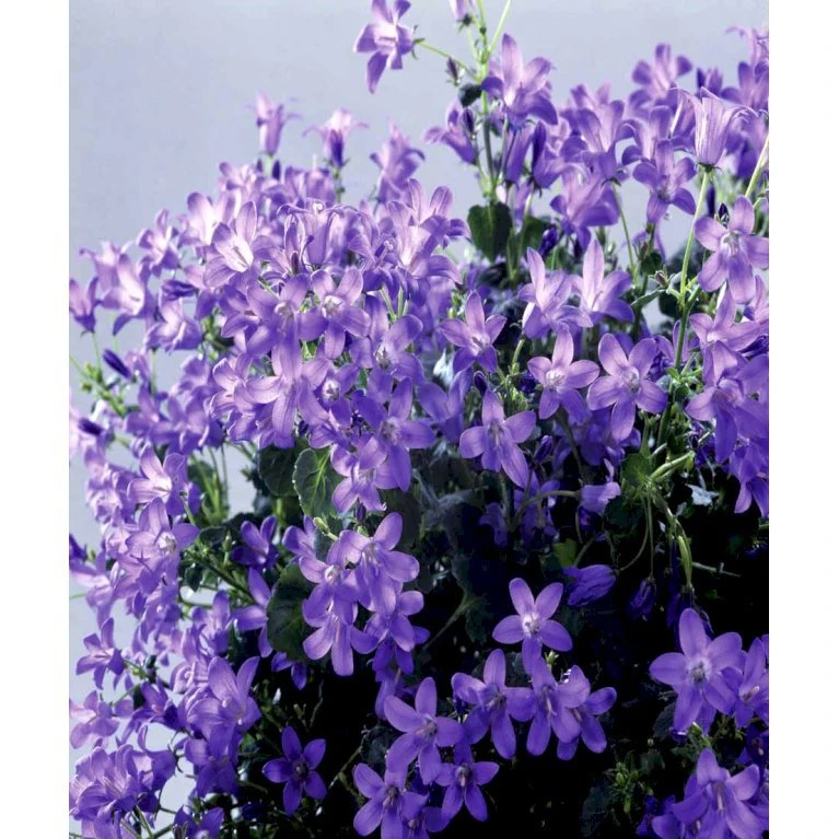 Krybeklokke Campanula Portenschlagiana 10 Cm. Potte 10 Krybeklokke Campanula Portenschlagiana 10 Cm. Potte - Billede 8