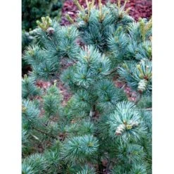 Penselfyr 'Negishi' Pinus Parviflora 'Negishi' Potte 12 Liter,- 40-60 Cm. -Montoz Butik mi4648 pinus parviflora negishi 204c
