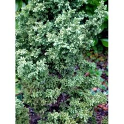 Japansk Kryptomeria 'Yokohama' Cryptomeria Japonica 'Yokohama' Potte 2,0 Liter,- 25-30 Cm. 9 Japansk Kryptomeria 'Yokohama' Cryptomeria Japonica 'Yokohama' Potte 2,0 Liter,- 25-30 Cm. -Montoz Butik mi4664 cryptomeria japonica yokohama 11d7