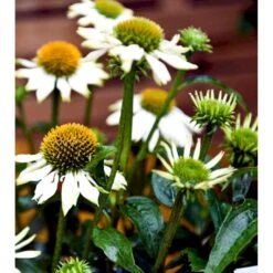 Purpursolhat 'Pow Wow - White' Echinacea Purpurea 'Pow Wow - White' Potte 2 Liter. 9 Purpursolhat 'Pow Wow - White' Echinacea Purpurea 'Pow Wow - White' Potte 2 Liter. -Montoz Butik mi4708 echinacea purpurea pow wow white 16e9