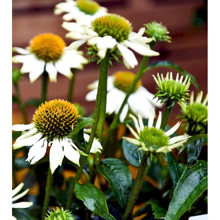 Purpursolhat 'Pow Wow - White' Echinacea Purpurea 'Pow Wow - White' Potte 2 Liter. 6 Purpursolhat 'Pow Wow - White' Echinacea Purpurea 'Pow Wow - White' Potte 2 Liter. - Billede 4