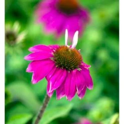 Purpursolhat Echinacea Pur .'Wild Berry'® 1 Liter Potte -Montoz Butik mi4711 echinacea purpurea pow wow wild berry 098f
