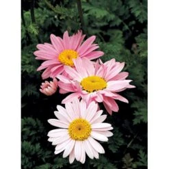 Rosenkrave 'Robinson's Rosa' Tanacetum Coccineum 'Robinson's Rosa' 1 Liter Potte -Montoz Butik mi4719 tanacetum coccineum robinson s rosa e507