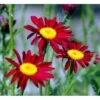 Rosenkrave 'Robinsons Rote' Tanacetum Coccineum 'Robinson's Rote' 1 Liter Potte -Montoz Butik mi4804 tanacetum parthenium robinsons red 6c59