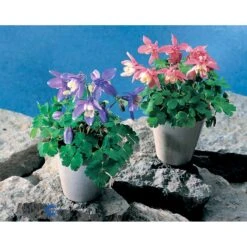 Dværgakeleje Aquilegia Flabellata 'Ministar' 1 Liter Potte 10 Dværgakeleje Aquilegia Flabellata 'Ministar' 1 Liter Potte -Montoz Butik mi4839 aquilegia flabellata 5df7