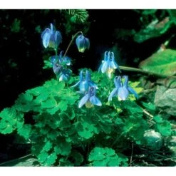 Dværgakeleje Aquilegia Flabellata 'Ministar' 1 Liter Potte 9 Dværgakeleje Aquilegia Flabellata 'Ministar' 1 Liter Potte -Montoz Butik mi4839 aquilegia flabellata 834a