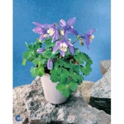 Dværgakeleje Aquilegia Flabellata 'Ministar' 1 Liter Potte 11 Dværgakeleje Aquilegia Flabellata 'Ministar' 1 Liter Potte -Montoz Butik mi4839 aquilegia flabellata a25b