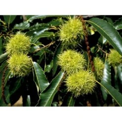 Ægte Kastanje 'Marigoule' Castanea Sativa 'Marigoule' Opbundet Til Ca. 150 Cm. Med Potte -Montoz Butik mi484 castanea sativa 357d