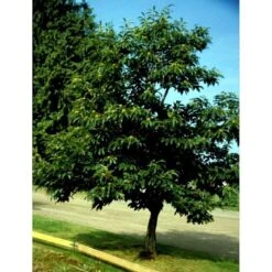 Ægte Kastanje 'Marigoule' Castanea Sativa 'Marigoule' Opbundet Til Ca. 150 Cm. Med Potte -Montoz Butik mi484 castanea sativa 58f5