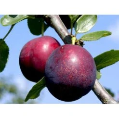 Blomme 'Ive' Prunus Domestica 'Ive' 4-8 Grene, 130-170 Cm. 10 Liter Potte. (S.J.A.) -Montoz Butik mi4900 prunus domestica ive 94f2